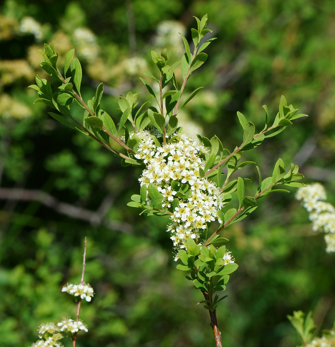 Image of Spiraea hypericifolia specimen.