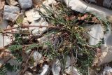 Hedysarum spinosissimum
