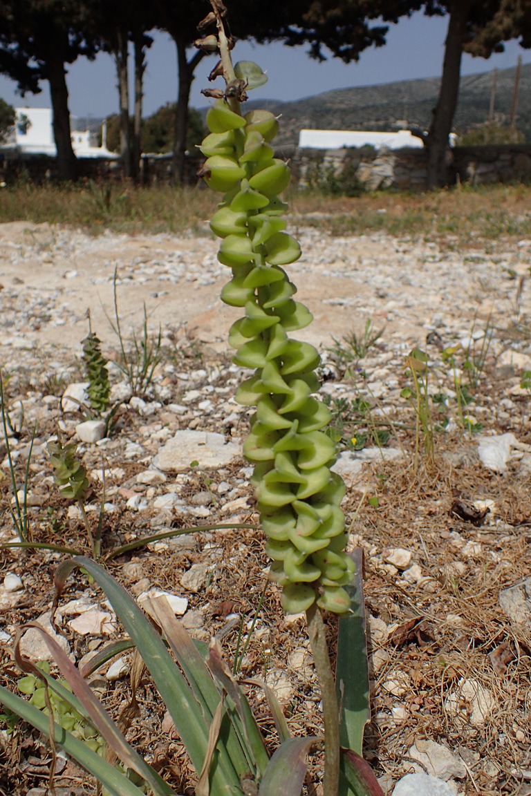 Image of genus Leopoldia specimen.