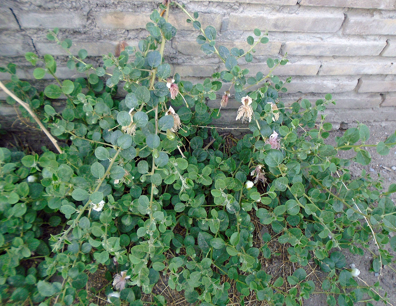 Изображение особи Capparis herbacea.