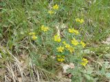 Coronilla coronata