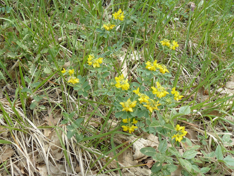 Image of Coronilla coronata specimen.