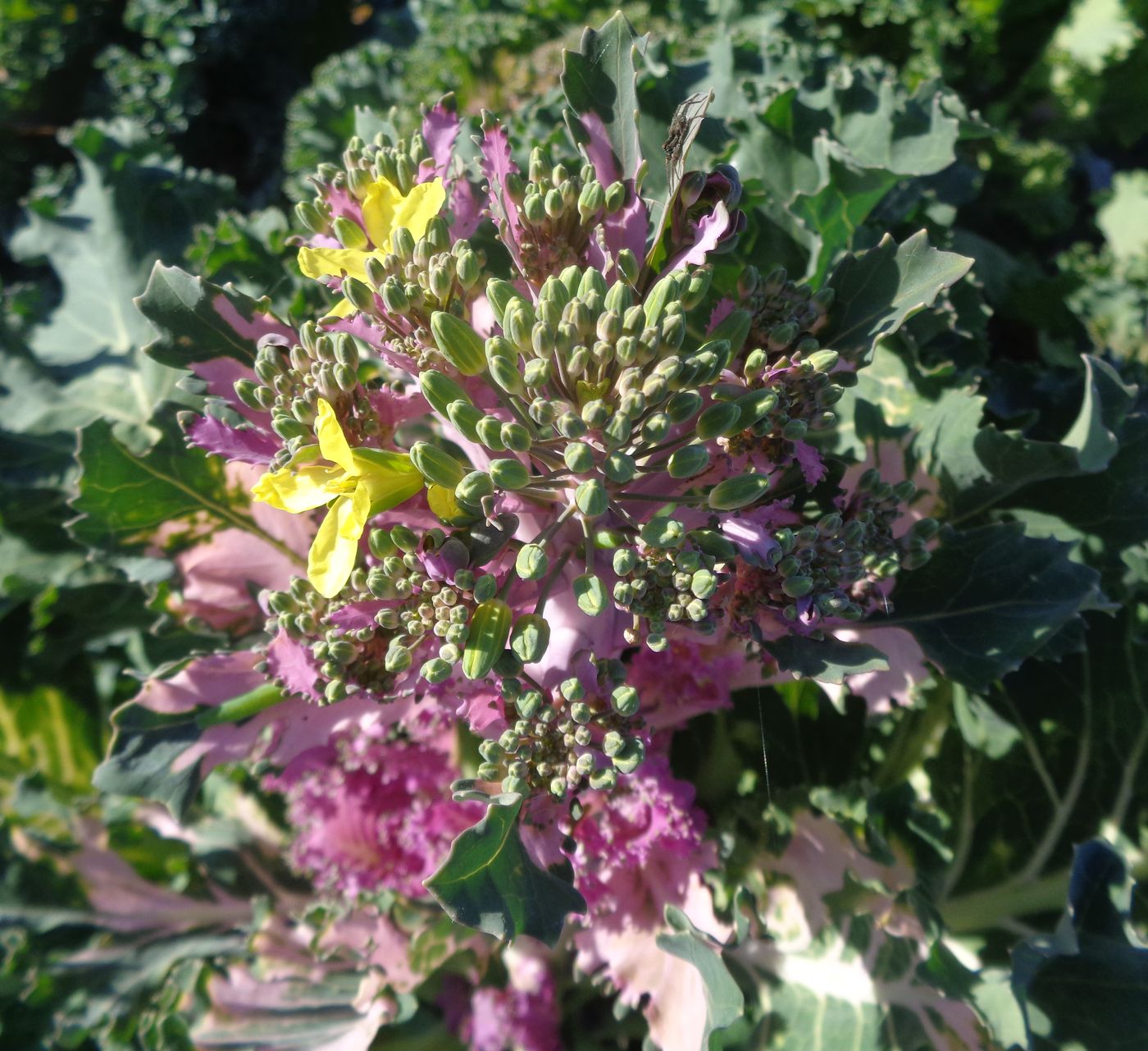 Изображение особи Brassica oleracea var. viridis.