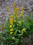 Solidago virgaurea ssp. lapponica