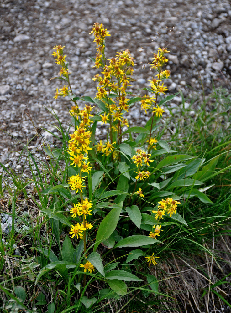 Image of Solidago virgaurea ssp. lapponica specimen.