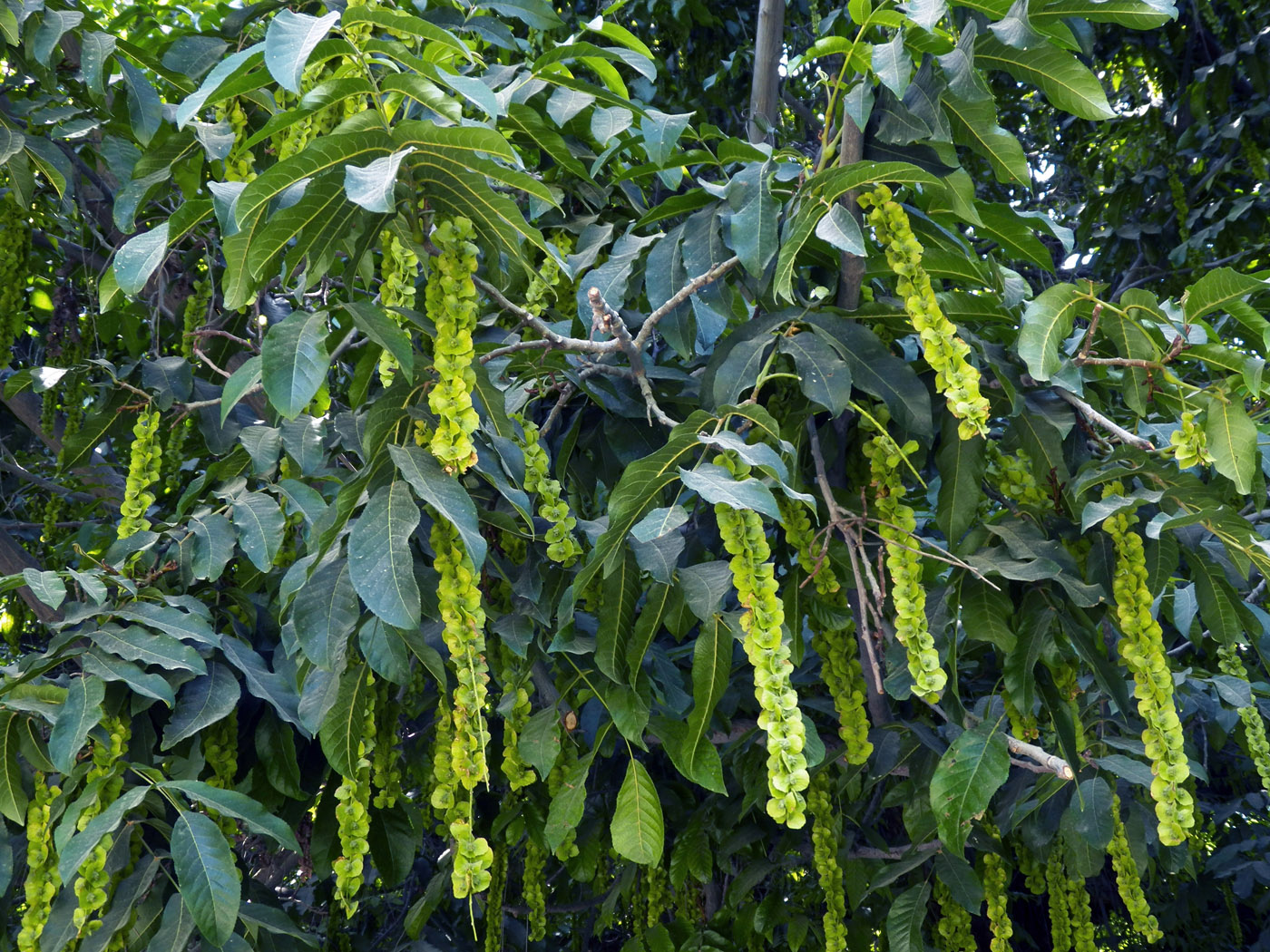 Image of Pterocarya fraxinifolia specimen.