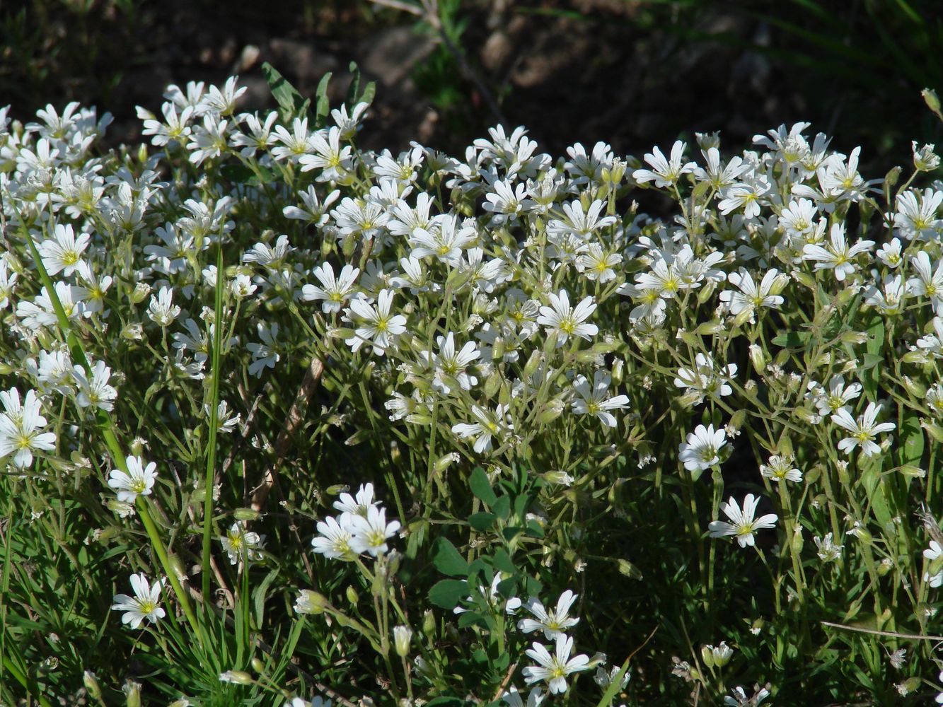 Image of Cerastium arvense specimen.