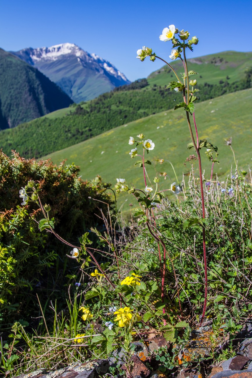 Изображение особи Potentilla foliosa.