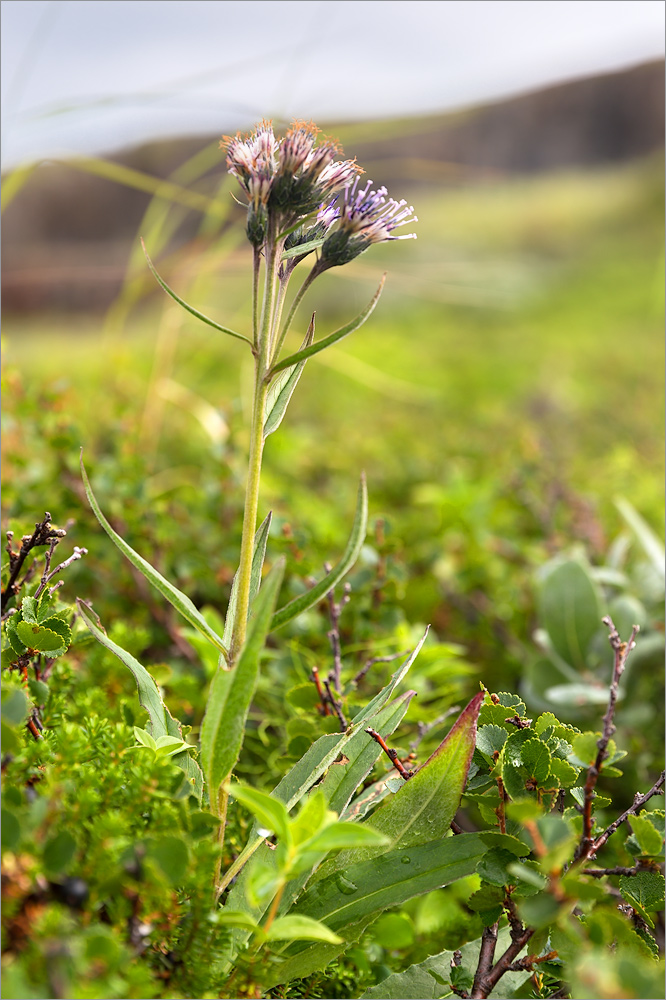 Изображение особи Saussurea alpina.