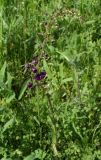Verbascum phoeniceum. Соцветие. Северная Осетия, север Осетинской равнины, холмы на правом берегу р. Урсдон. 09.05.2010.