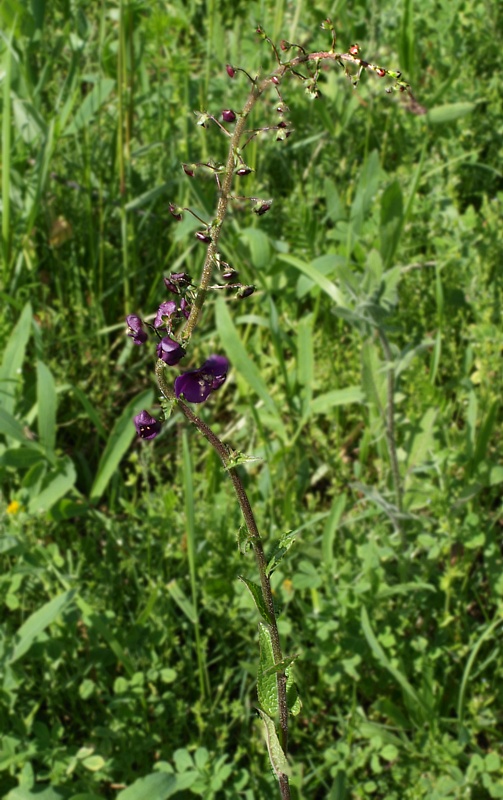 Изображение особи Verbascum phoeniceum.