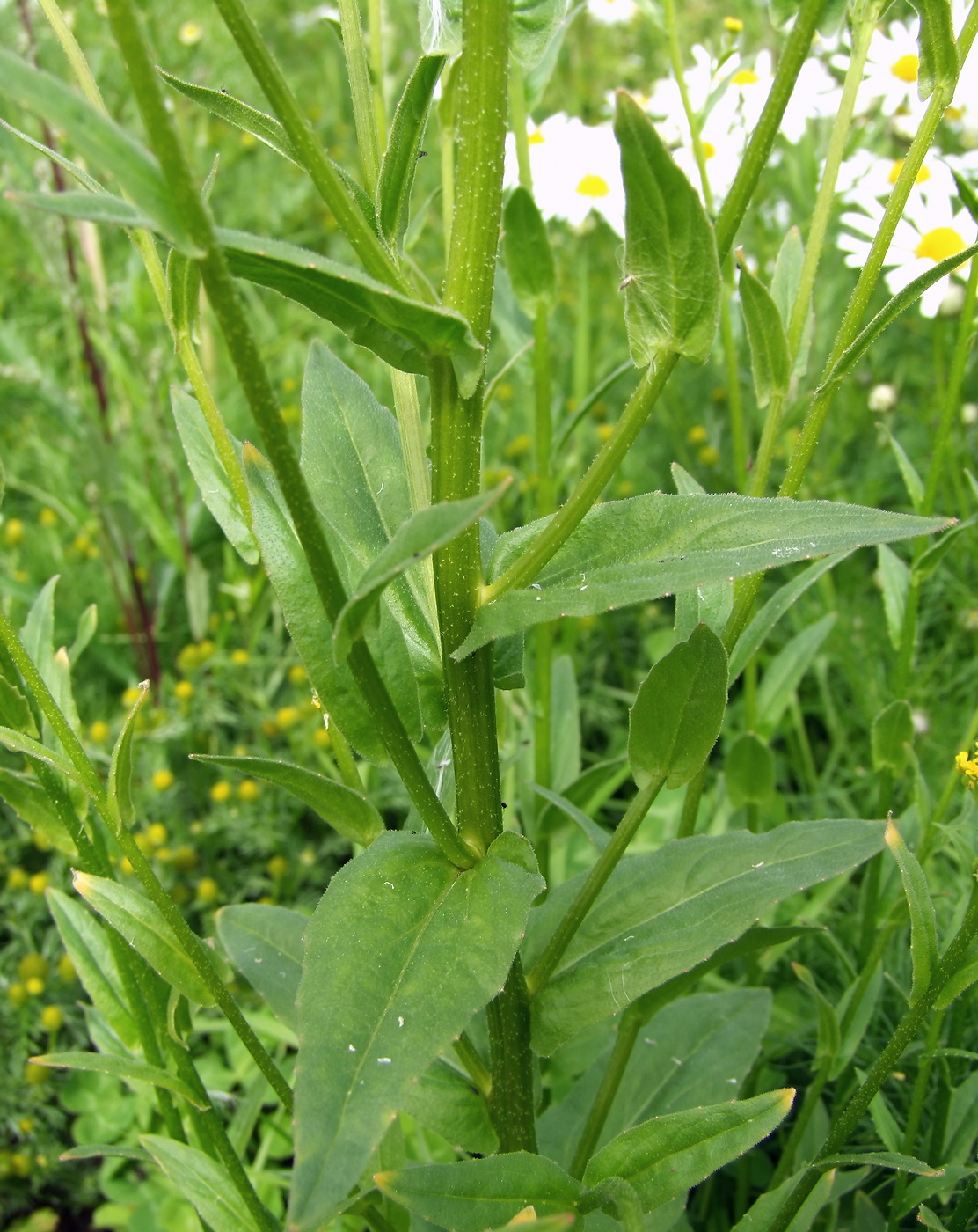 Изображение особи Neslia paniculata.