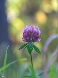 Trifolium pratense. Верхушка побега с соцветием. Санкт-Петербург, Красносельский р-н, окр. ст. Можайская, памятник природы \"Дудергофские высоты\", олуговелая опушка широколиственного леса вдоль просеки на восточном склоне горы Ореховая. 29 сентября 2018 г.