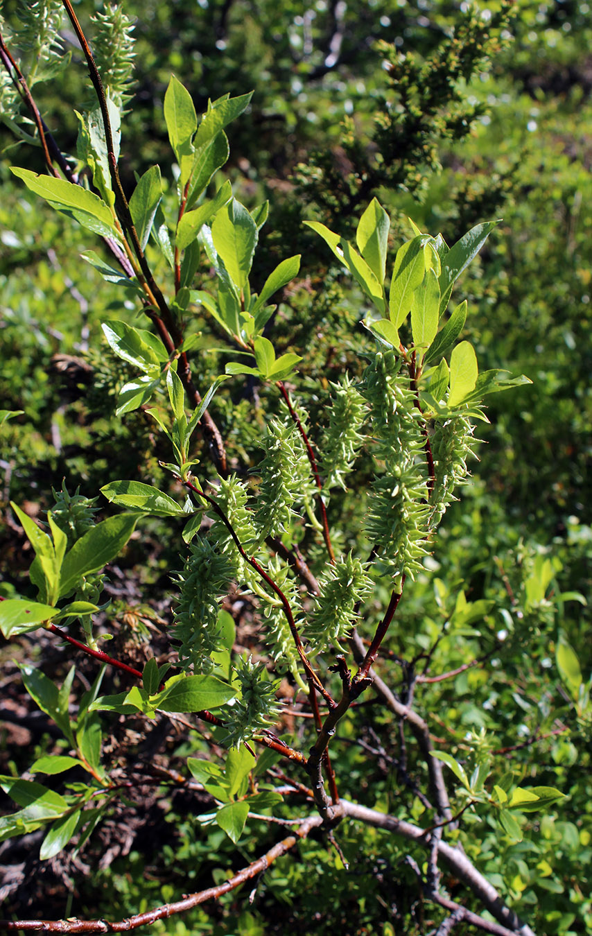 Изображение особи Salix phylicifolia.