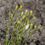 Senecio viscosus