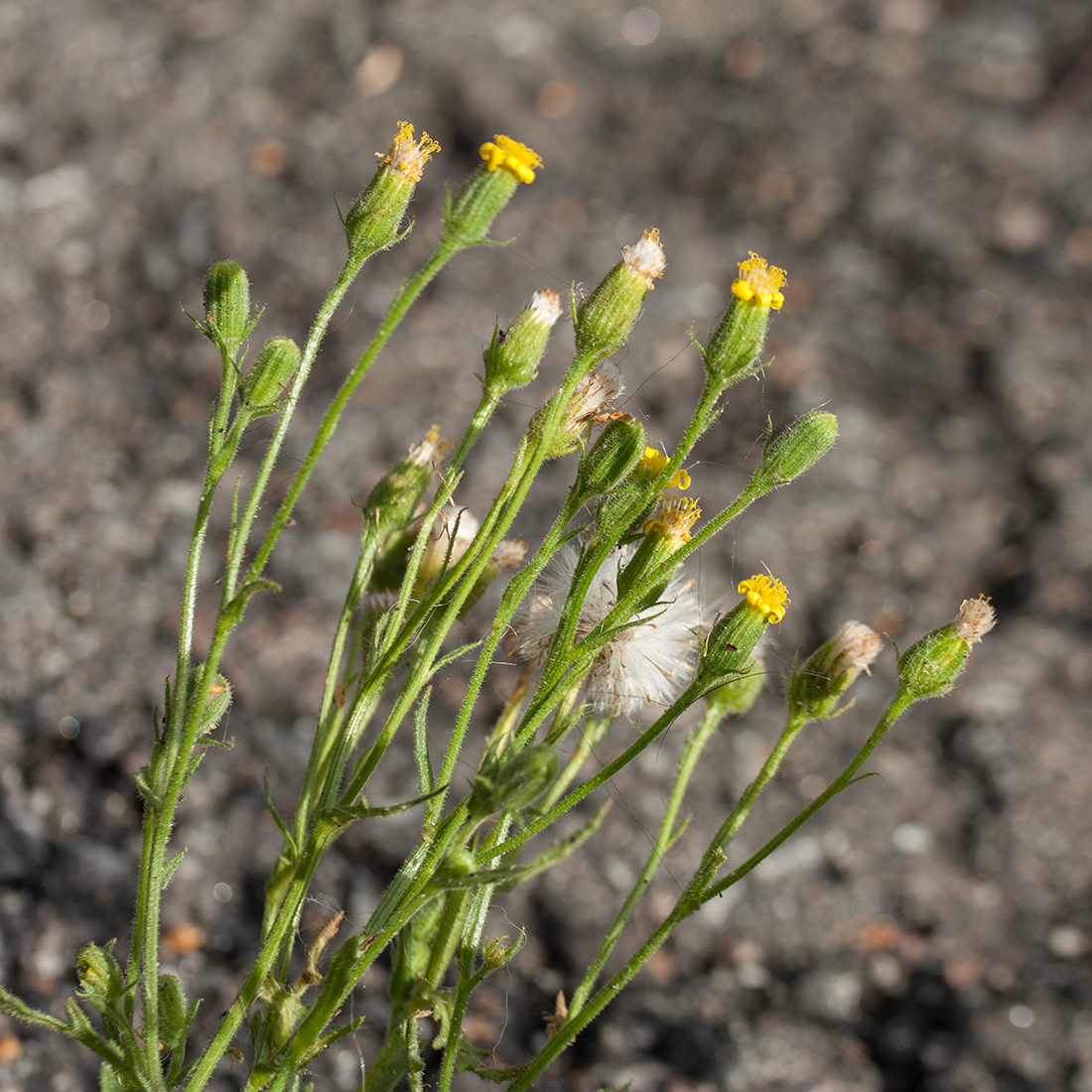 Image of Senecio viscosus specimen.