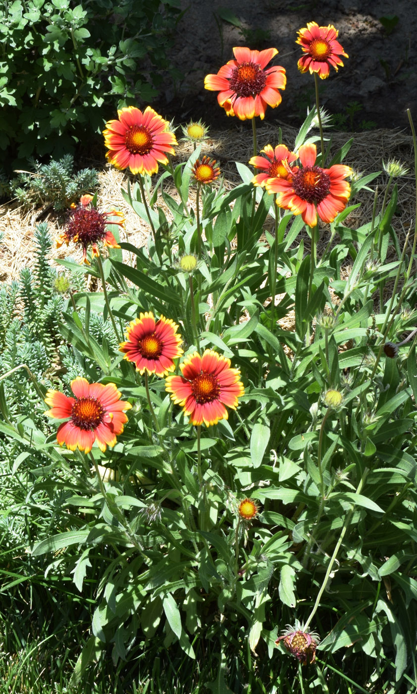 Image of Gaillardia aristata specimen.