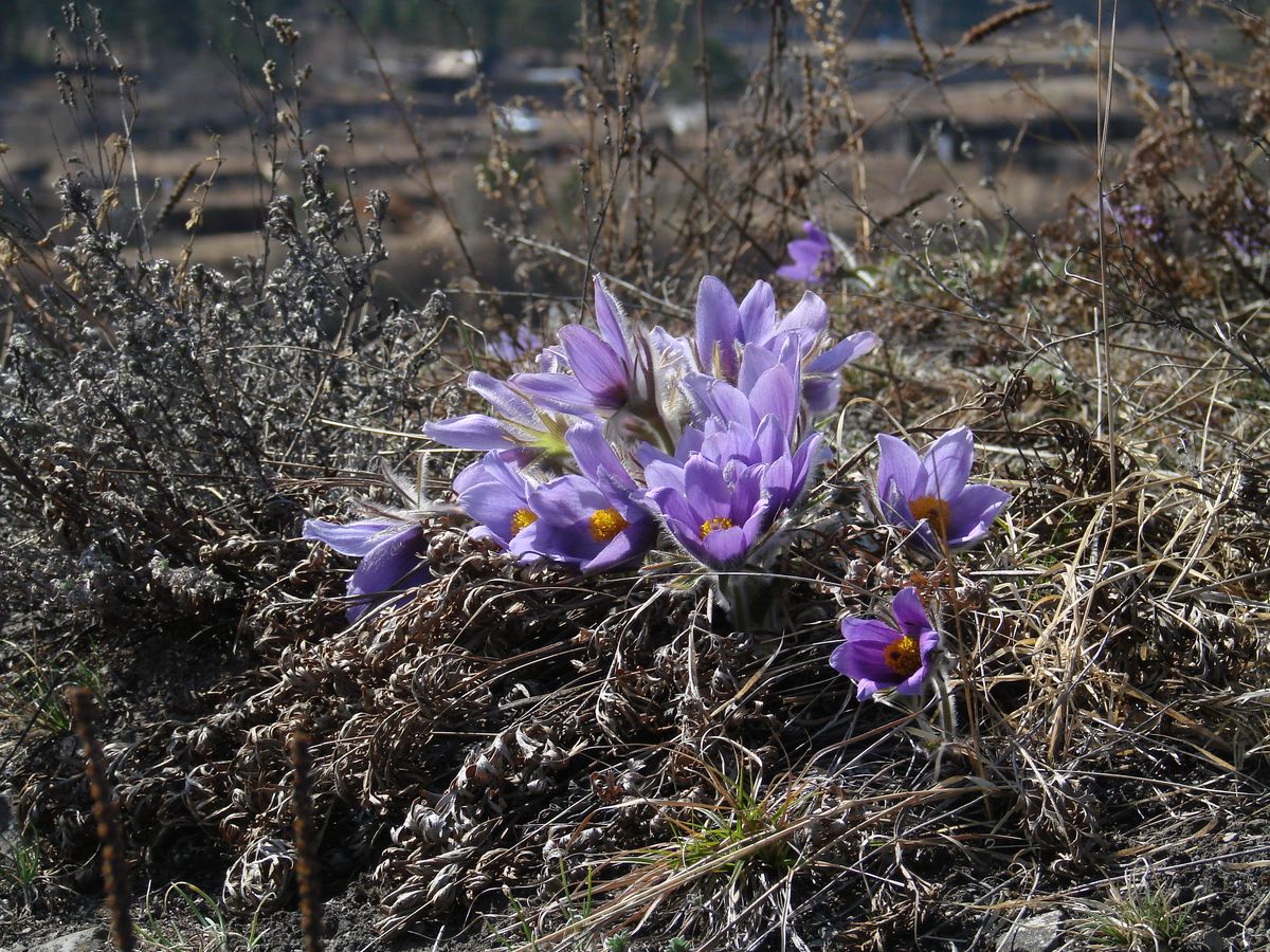 Image of Pulsatilla turczaninovii specimen.