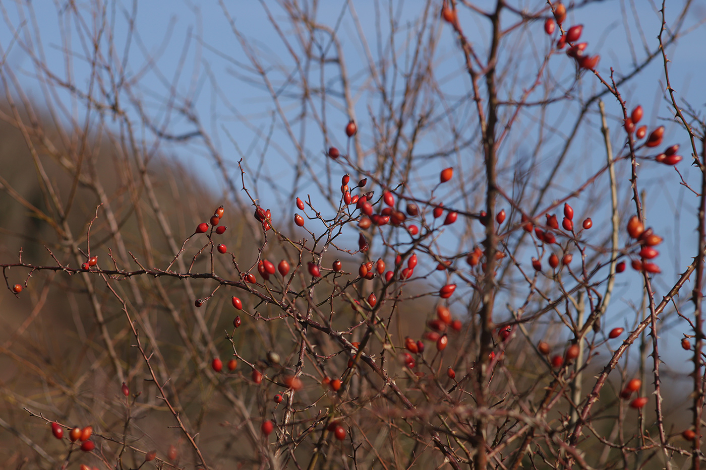 Image of genus Rosa specimen.