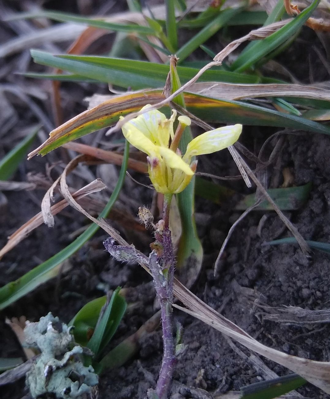 Изображение особи семейство Brassicaceae.