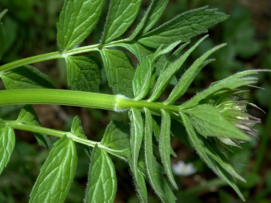 Изображение особи Valeriana sambucifolia.