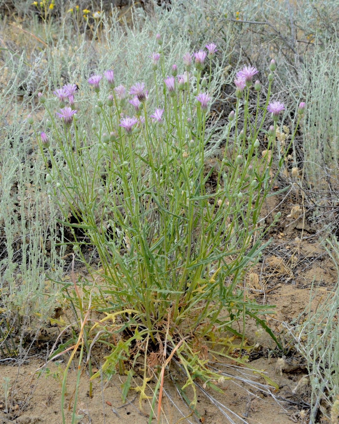 Image of Jurinea adenocarpa specimen.