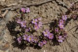 Frankenia hirsuta