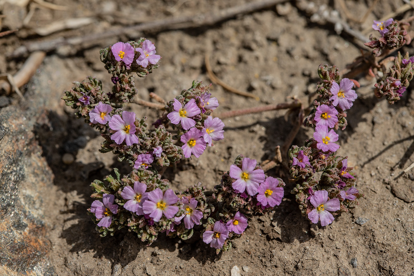 Image of Frankenia hirsuta specimen.