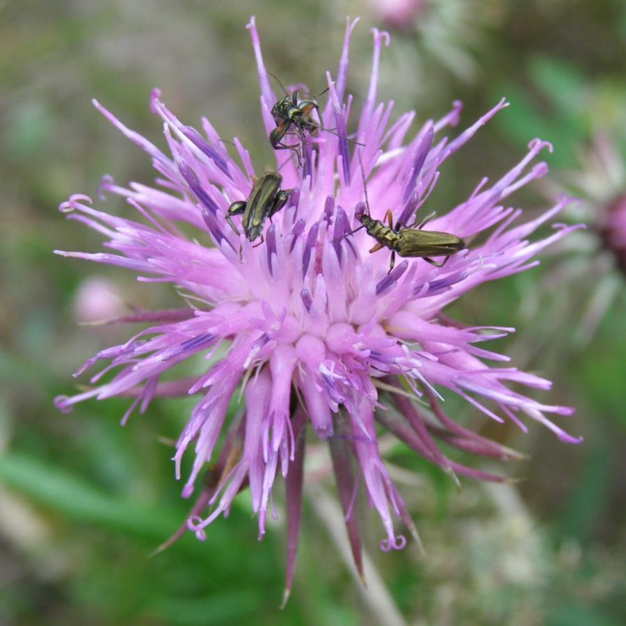 Image of Jurinea charcoviensis specimen.