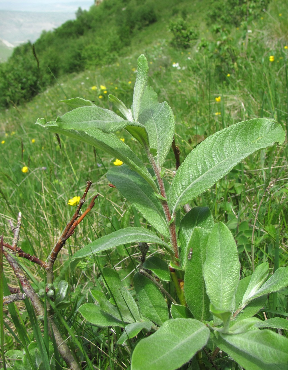 Изображение особи Salix kuznetzowii.