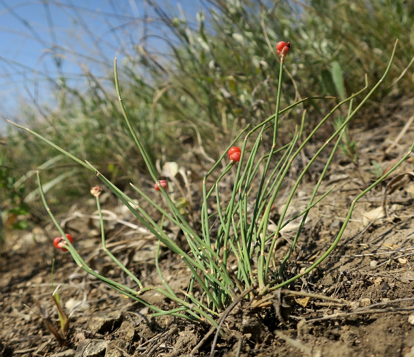 Изображение особи Ephedra distachya.