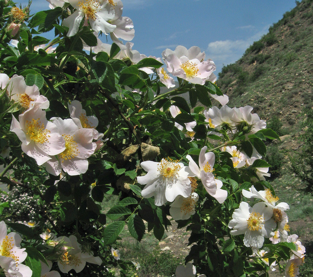 Image of genus Rosa specimen.