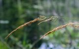 Calamagrostis canescens. Соплодие. Пермский край, Оханский р-н, Кунчурихинский бор, лесное озеро. 18.08.2019.