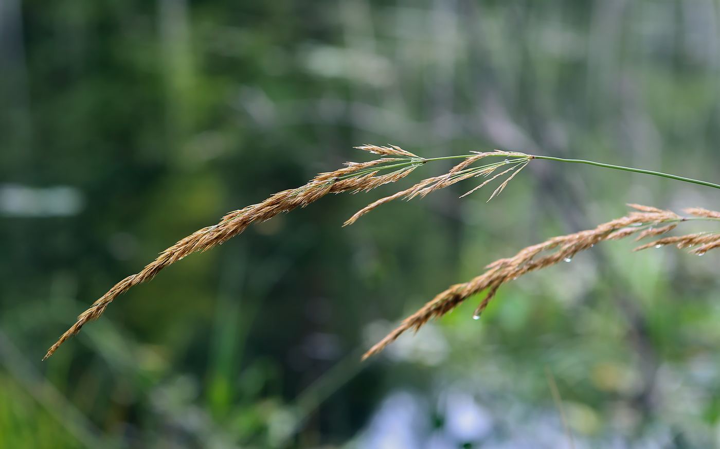 Изображение особи Calamagrostis canescens.