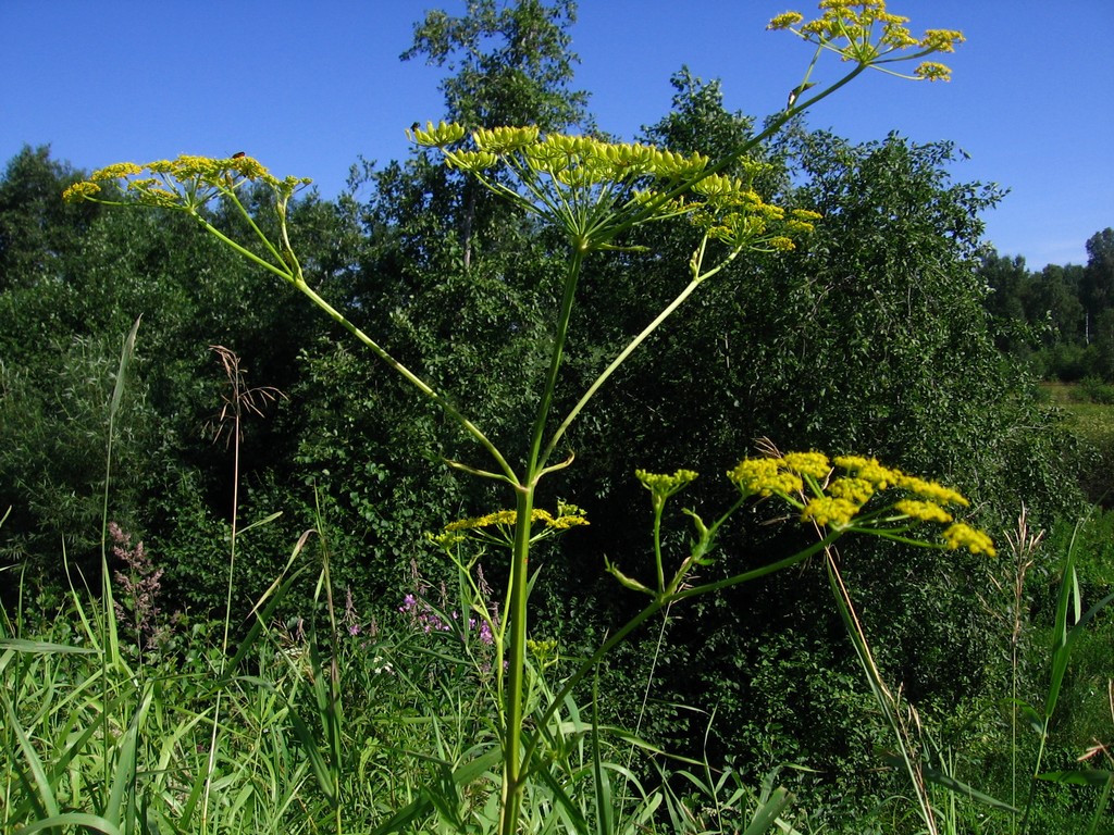 Image of Pastinaca sativa specimen.