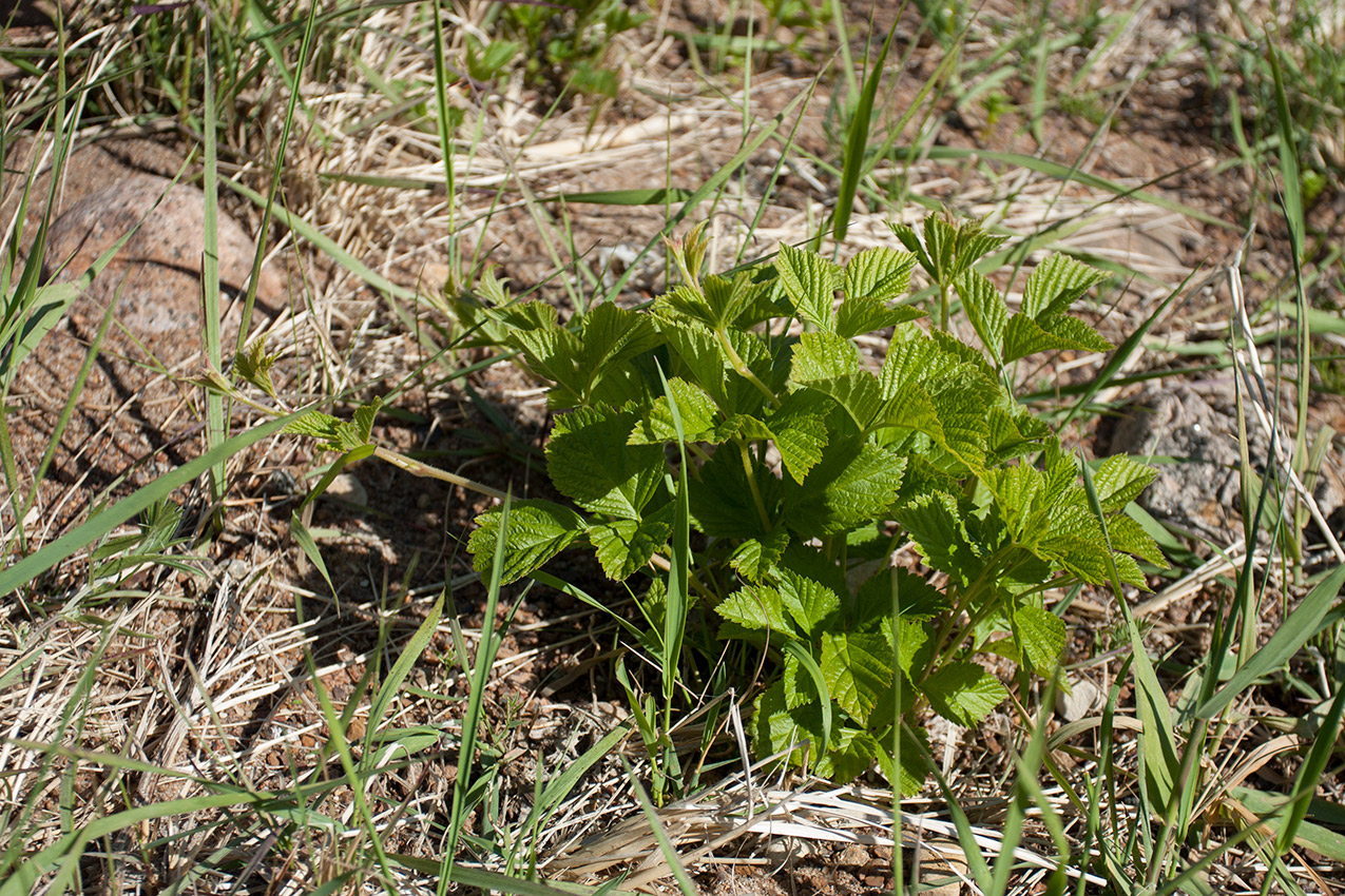 Изображение особи Rubus saxatilis.