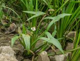 Sagittaria sagittifolia. Цветущее растение. Пермский край, Кунгурский р-н, долина р. Шаква в р-не дер. Комарово, у воды. 28 августа 2019 г.