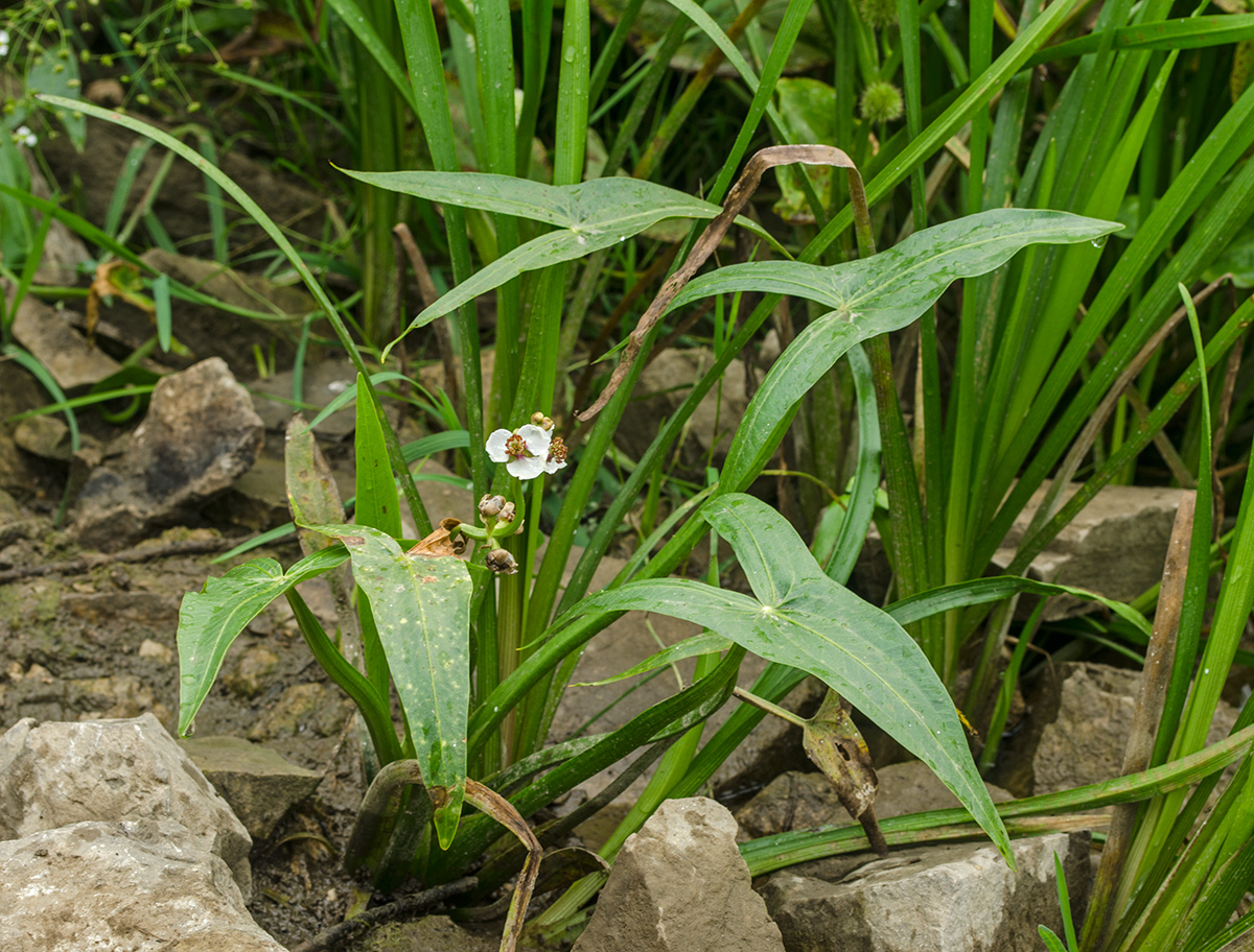 Изображение особи Sagittaria sagittifolia.