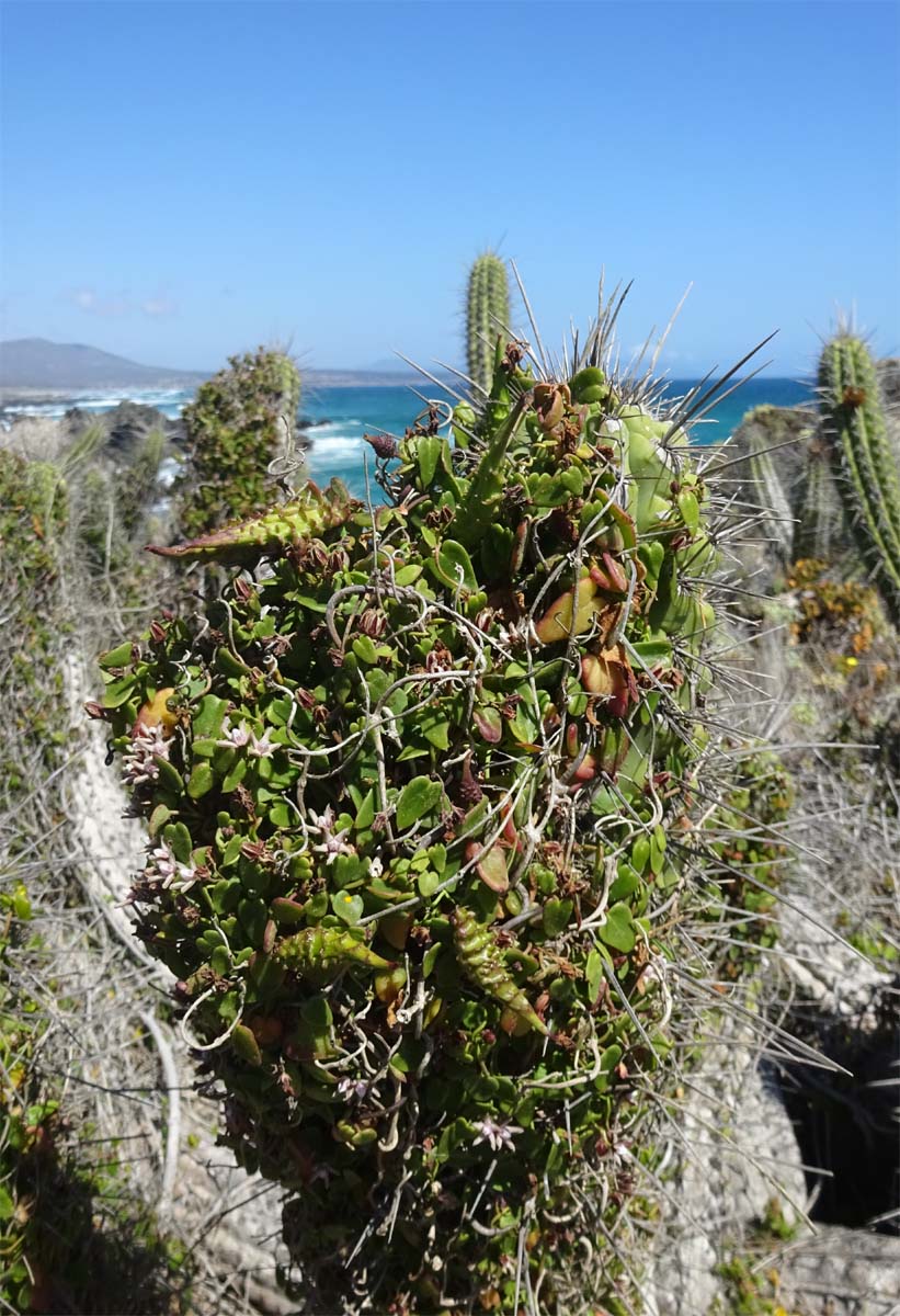 Изображение особи Diplolepis boerhaviifolia.