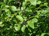 Rhamnus cathartica. Ветви с плодами. Иркутск, Ботанический сад ИГУ. 12.09.2015.