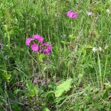 Primula cortusoides