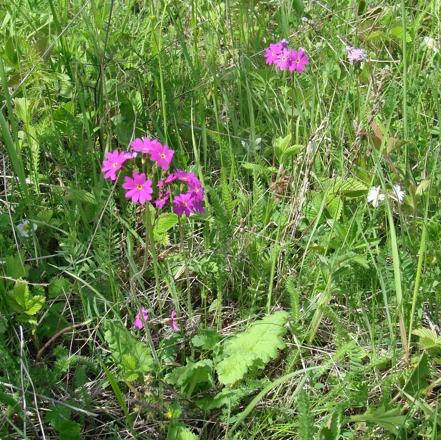 Изображение особи Primula cortusoides.