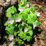 Oxalis acetosella. Цветущее растение в горном широколиственном лесу на обочине дороги. Краснодарский край, Сочинский р-н, окр. пос. Красная Поляна. Конец мая.