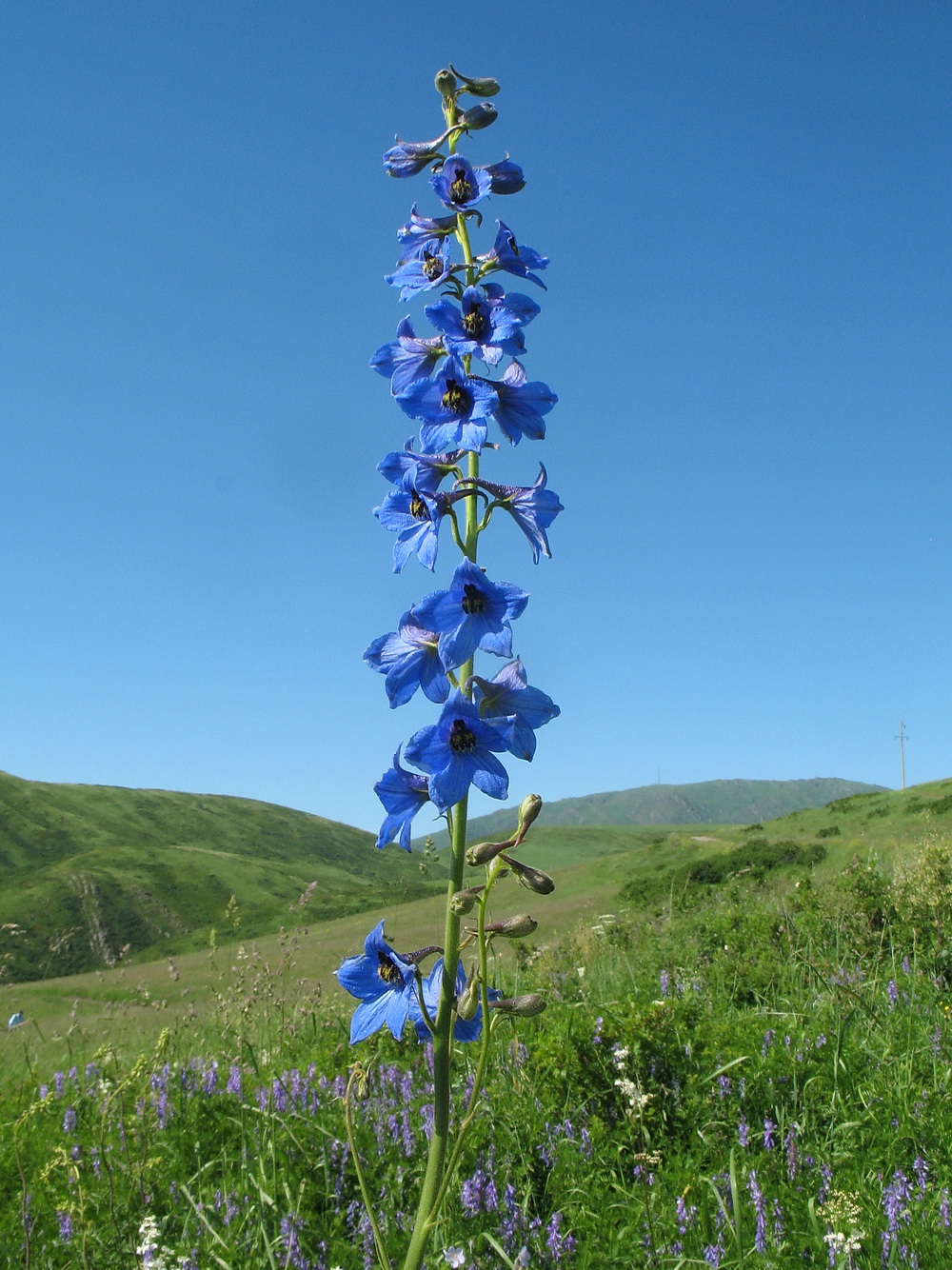 Изображение особи Delphinium laxiflorum.