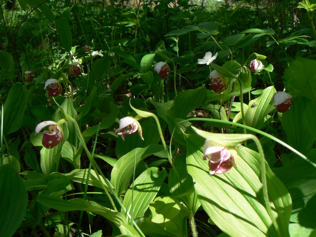 Image of Cypripedium guttatum specimen.