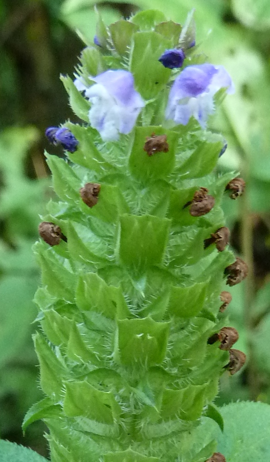 Изображение особи Prunella vulgaris.