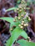 Lysimachia vulgaris. Плоды. Астраханская обл., окр. Пойменного, полоса между дорогой и лугом. 24.09.2019.