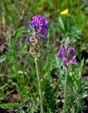 Oxytropis strobilacea. Верхушки побегов с соцветиями. Алтай, Улаганский р-н, окр. перевала Кату-Ярык, ≈ 1200 м н.у.м., луг на опушке хвойного леса. 20.06.2019.