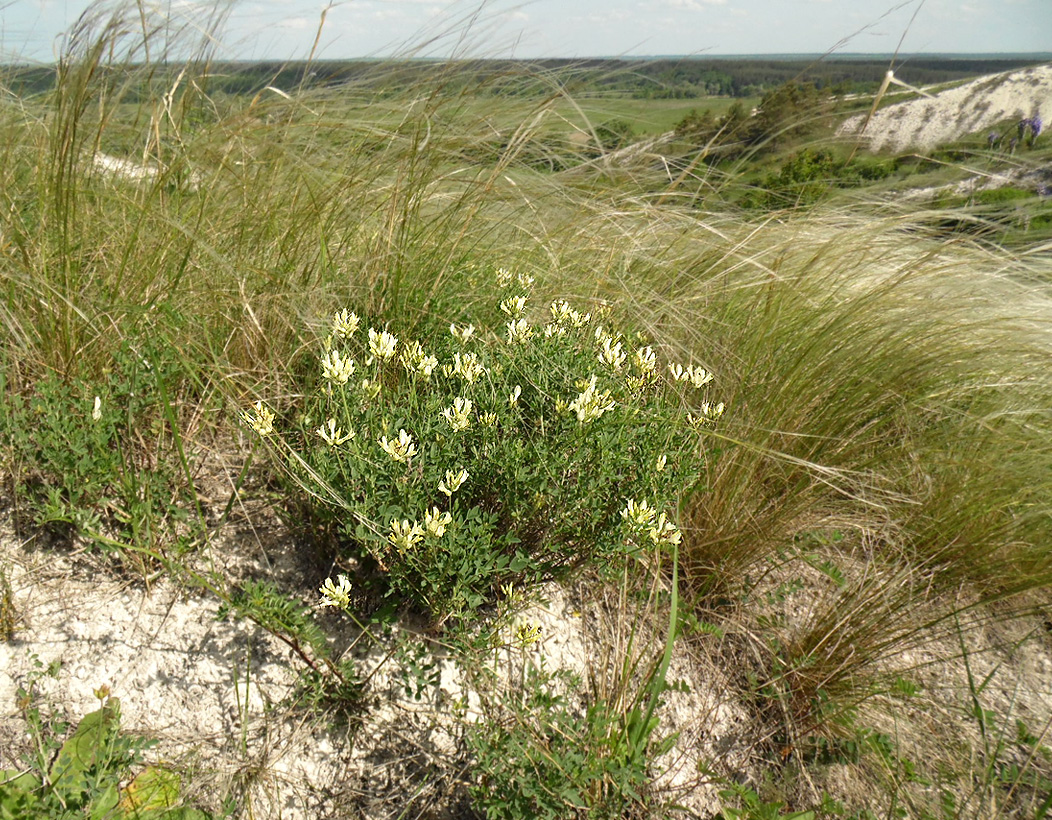 Image of Astragalus albicaulis specimen.