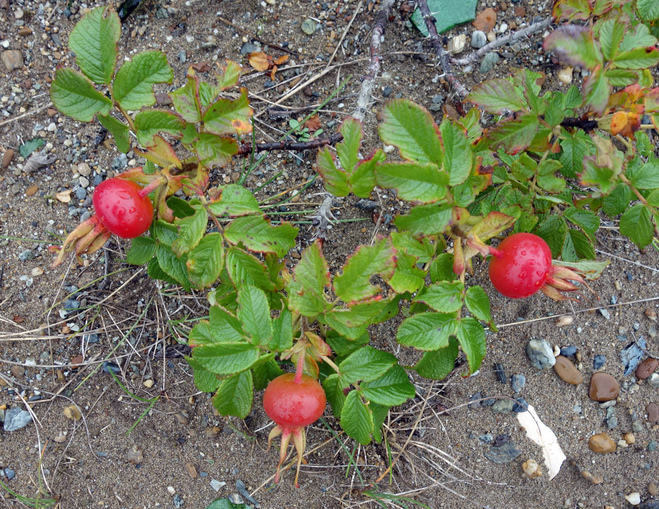 Image of Rosa rugosa specimen.